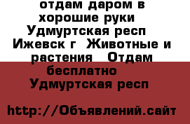 отдам даром в хорошие руки - Удмуртская респ., Ижевск г. Животные и растения » Отдам бесплатно   . Удмуртская респ.